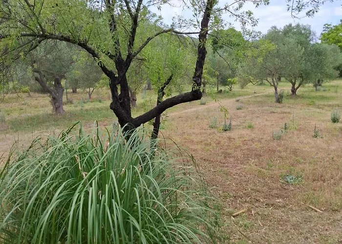 Banin סקארדין