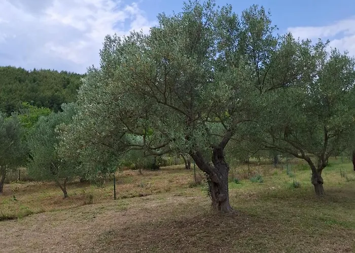 Banin סקארדין